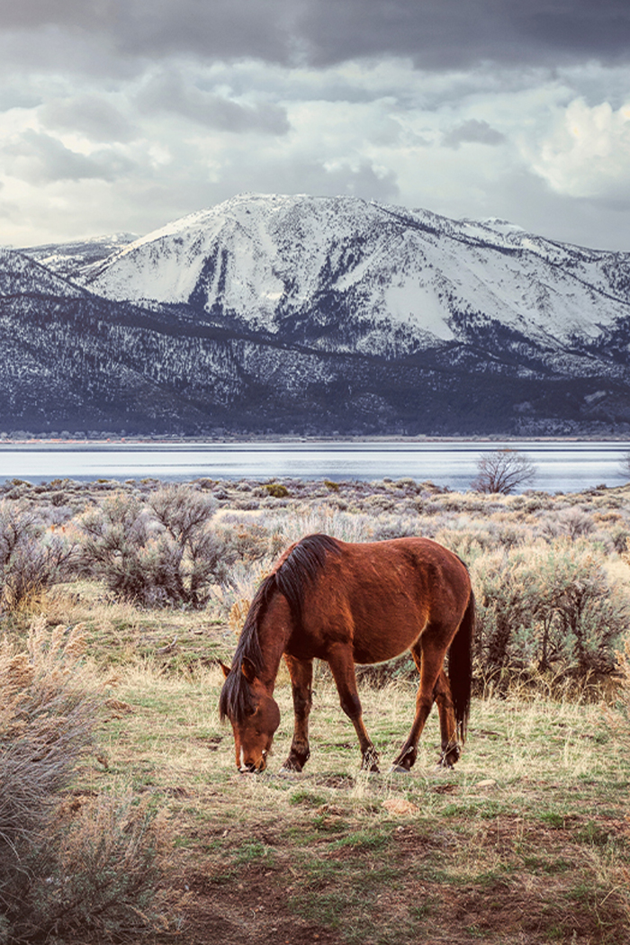 wild-horse-nevada
